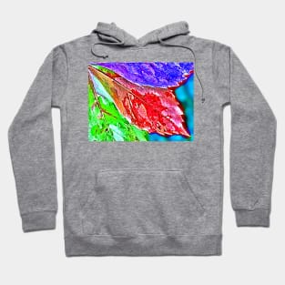 Virginia Creeper Leaves Hoodie